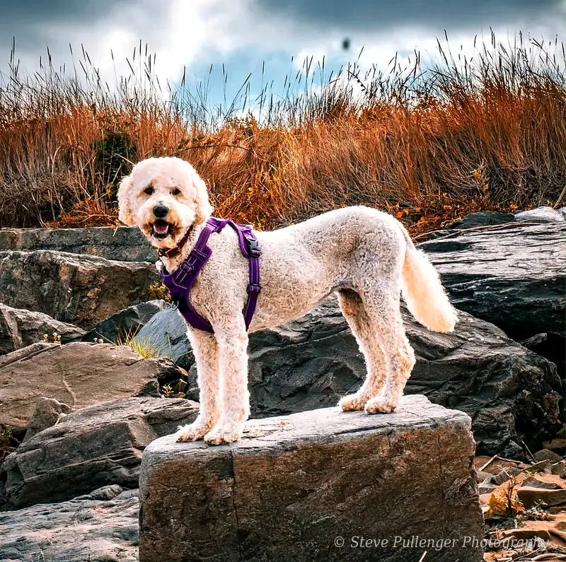 Smiling cream doodle in a purple harness standing on a rock by the coast