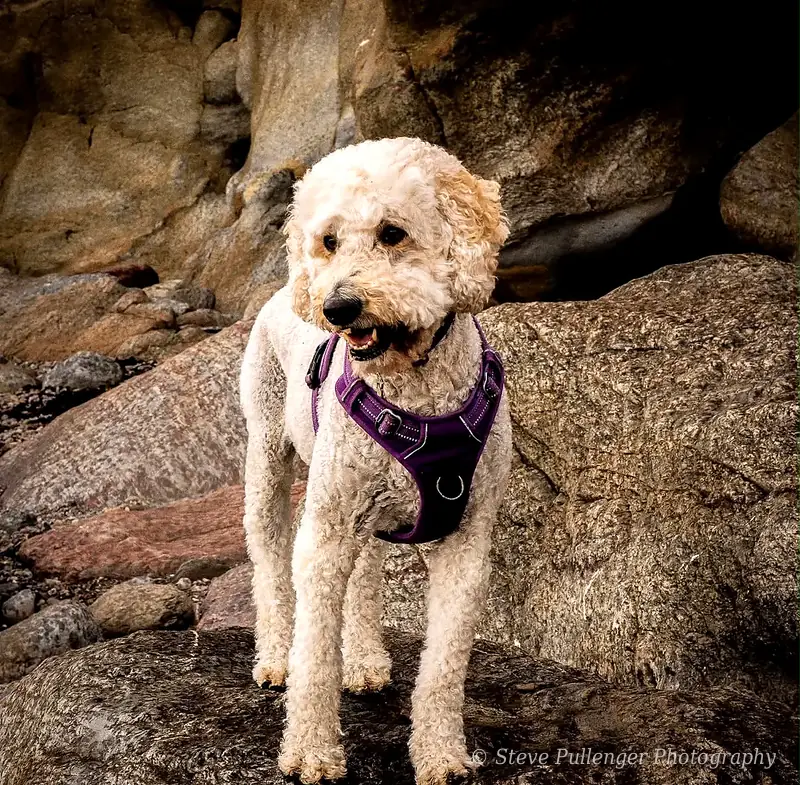 Cream doodle looking to the side in front of dark rocks