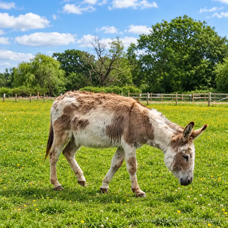 Patchy brown and white donkey grazing in a field of buttercups