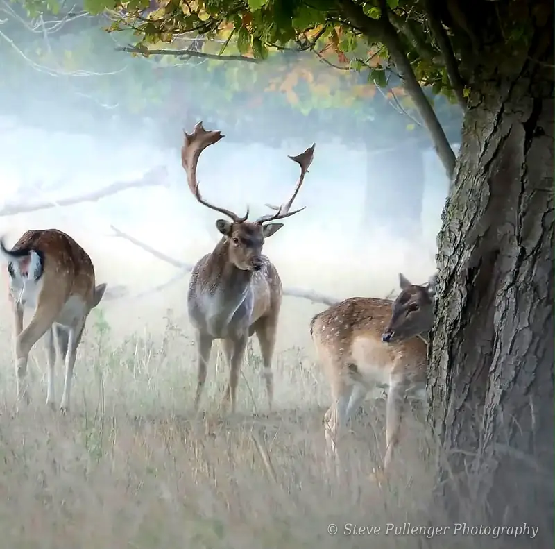 Fallow deer buck standing in morning mist under an oak tree
