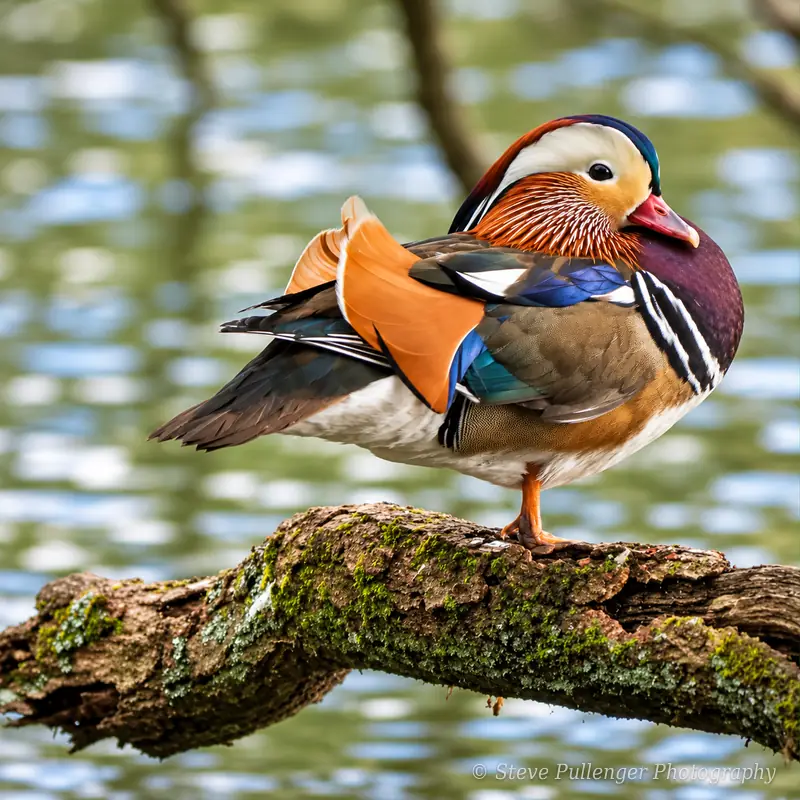 Mandarin duck perched on a mossy branch over the water